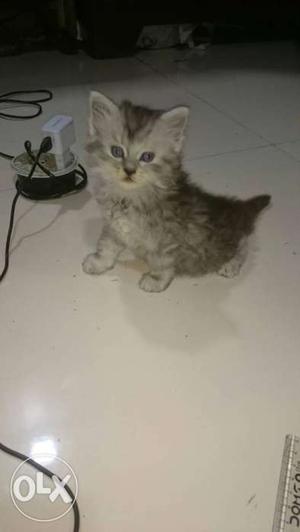 Persian kittens for sale at low price