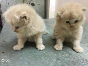 Persian kittens for sell male and female both 10k male 12k