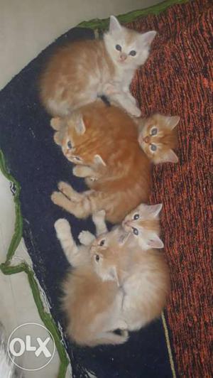 Persian kittens only 20 days old male and female