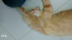 Persian male cat 4month old