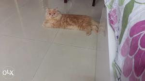 Persian male cat 7 months old for breeding