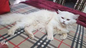 Persian male cat for sale with all vaccination