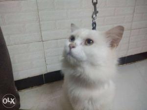 Persian male pure breed 1.5 years old odd eyes