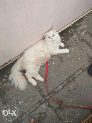 Persian male semi punch,7months old cat for sale.