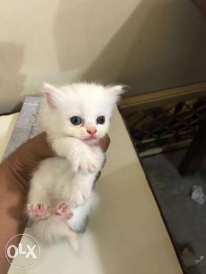 Persian white cat kitten 70 days old
