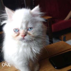 Persian white kitten for sale