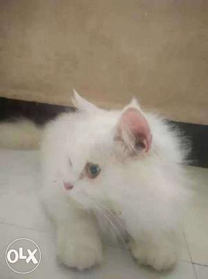 Persion 8 month old kitten orignal breed avaible