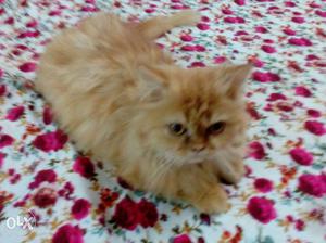Punch face female Persian cat age 6 months