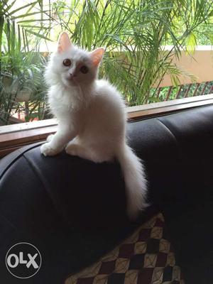 Pure Persian Cat 1 year old.. Moving to US..