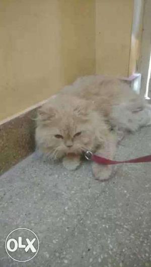Pure Persian cat male 15month old urgent sale