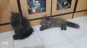 Pure Persian kittens for argent sale. both r