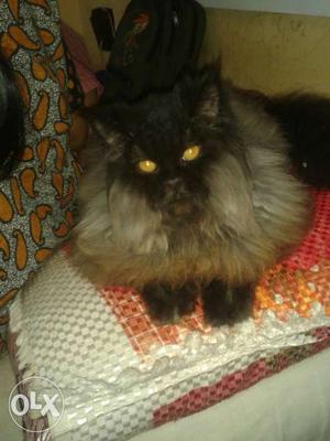 Pure Persian male 8 month old very heavy and