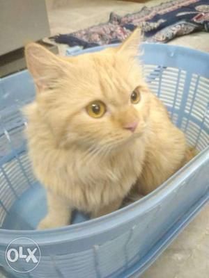 Pure Semi-Punch Persian Cat only 11 months old..Original
