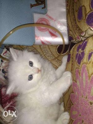 Pure breed Persian kittens 1 month double coating