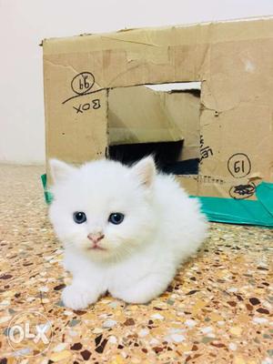 Pure himalayan persian kittens