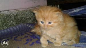 Pure persian cat babies.. limited stock