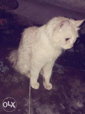 Pure persian cat female it's urgent!