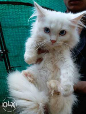 Pure persian male female kittens available. SNOW