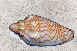 Seashell for sale