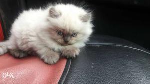 Seel point ragdoll Ketten  blue semi punch