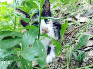 Short-coated White And Black Kitten