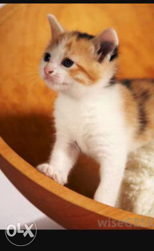 Short-fur Calico Kitten