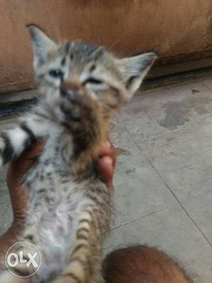 Small kittens for free just 1 week old