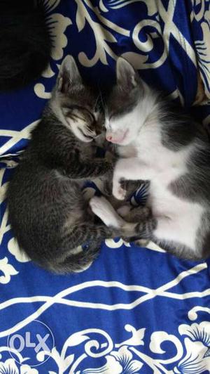 Small kittens for sale