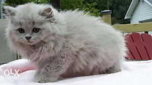 So nice persian kitten avalible for sale in noida