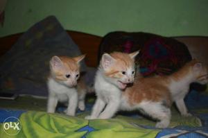 Three Orange Kittens