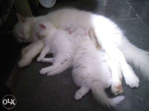 Three White Persian Cats