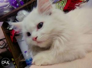 Toilet trained white persian cat with all