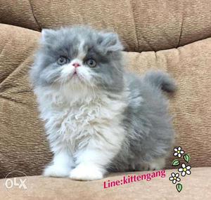 Trained 2 month gray color persian kitten for sale in kanpur