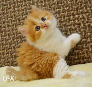 Trained full active persian kitten for sale in aligarh
