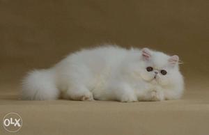 Tranide kitten pure persian breed cash on delivery sale in