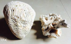 Two Andaman Sea Corals for Aquarium Decoration