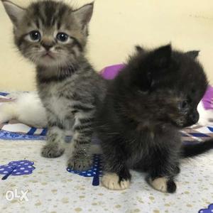 Two Black And Silver Tabby Kittens