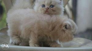 Two Long-fur Brown Kittens