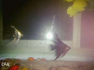 Two White And Black Freshwater Angelfish