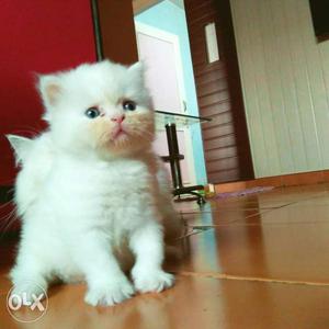 Two months old persian kitten pure breed with
