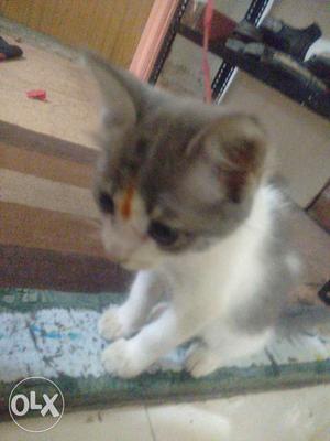 Very Cute kitten looking for a home