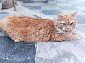 Very Healthy Female Persian cat with long fur, healthy