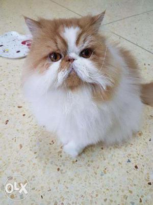 Very active healthy persian kitten for sale in noida