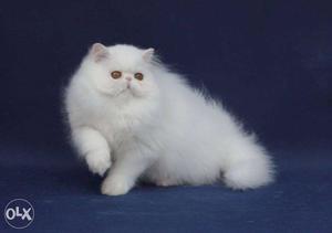 Very active persian kitten for sale in all