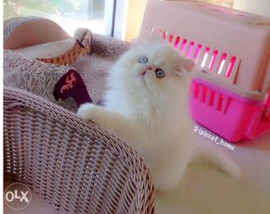 Very active persian kitten golden color for sale in all