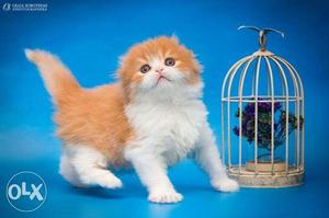 Very beautiful so cute persion kitten for sale in bikaner