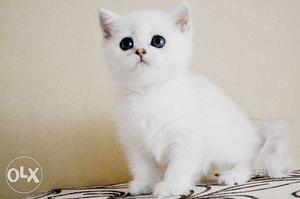 Very beautiful so cute persion kitten for sale in jaipur