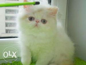 Very cheap price kitten all india sale
