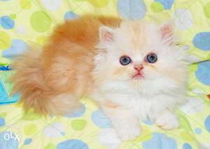 Very cheap price persian kitten avalible