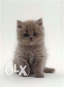 Very pretty persian kittens available in jagadhri